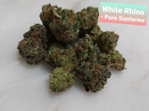 White Rhino