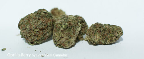 Gorilla-Berry-by-Greenseal-Cannabis-1